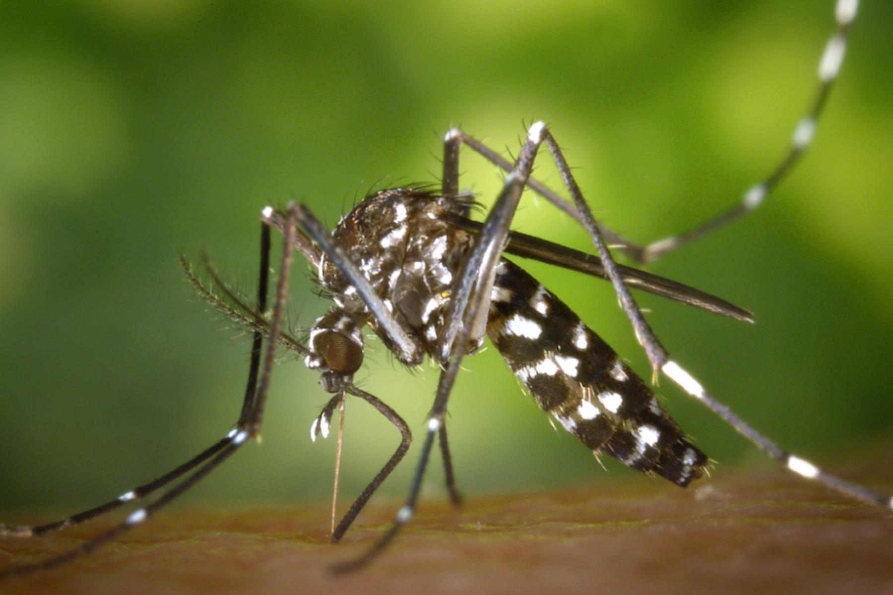 Wien: Seit dem Jahr 2000 viel mehr eingeschleppte Stechmücken