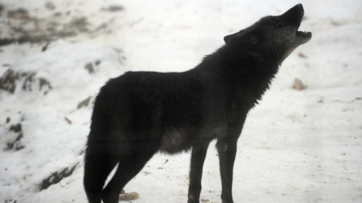 Ein Wolf wurde Freitagabend im Bezirk Landeck erlegt | Ein Wolf wurde Freitagabend im Bezirk Landeck erlegt