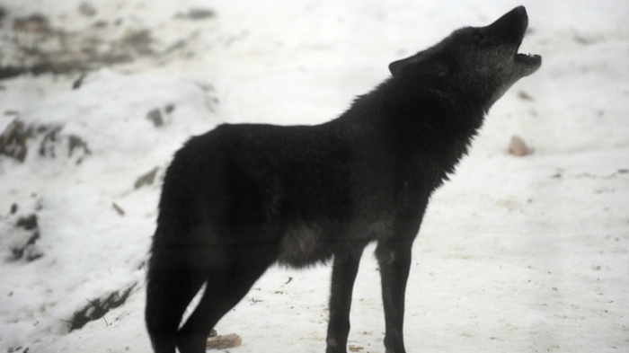 Ein Wolf wurde Freitagabend im Bezirk Landeck erlegt | Ein Wolf wurde Freitagabend im Bezirk Landeck erlegt