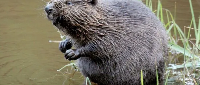 Zwei Biber wurden im Februar und März enthauptet im Biomüll gefunden