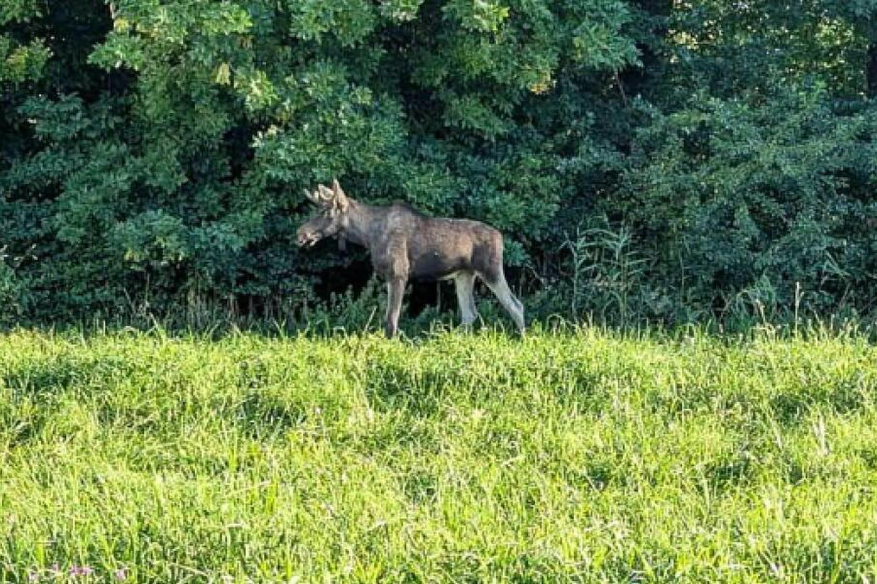 Judenau-Baumgarten: Feuerwehr im Tullnerfeld für Elch "Emil" im Einsatz