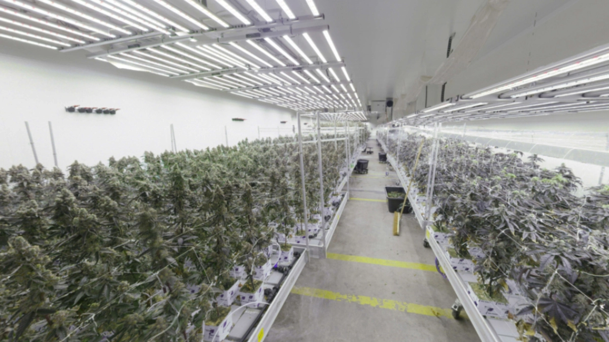 Große Plantage in Wien entdeckt | Große Plantage in Wien entdeckt