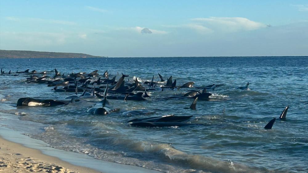Gestrandete Wale in Australien | Gestrandete Wale in Australien: zahlreiche konnten gerettet werden