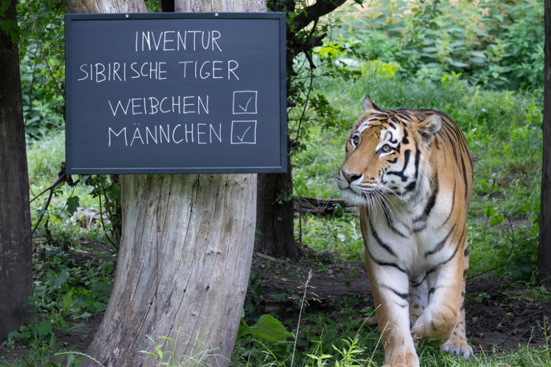 Wien: Tierische Inventur im Tiergarten Schönbrunn