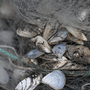 Quaggamuscheln hängen in einem Fischernetz am Bodensee fest | Quaggamuscheln hängen in einem Fischernetz am Bodensee fest