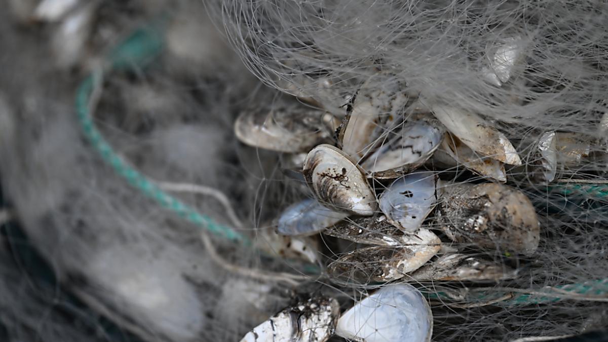 Quaggamuscheln hängen in einem Fischernetz am Bodensee fest | Quaggamuscheln hängen in einem Fischernetz am Bodensee fest
