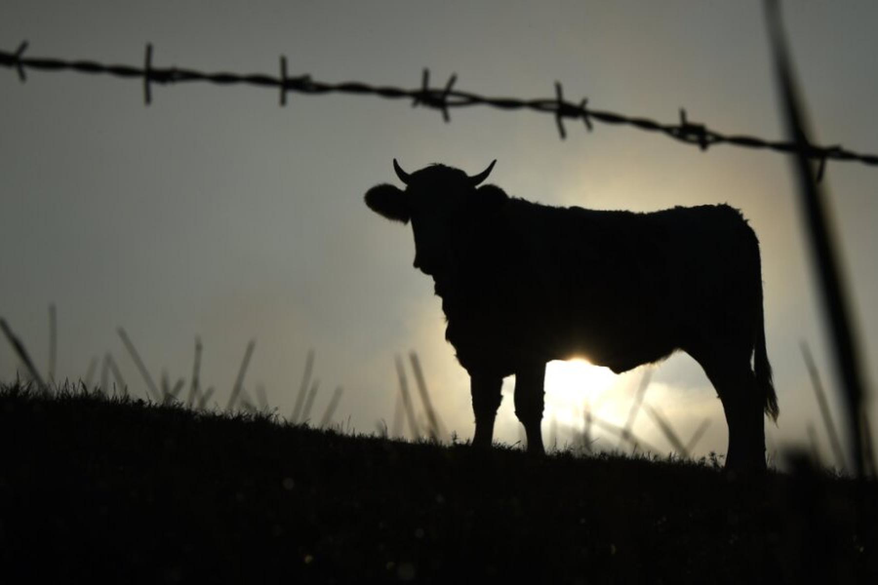 Seewalchen am Attersee: Entlaufener Stier in Oberösterreich von Cobra erschossen