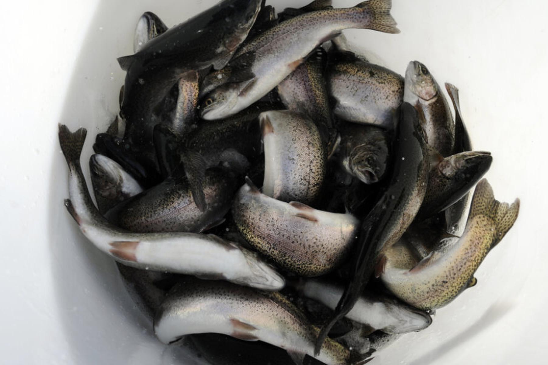 Ramsau: Massives Fischsterben in der Ramsau - Chlor in Fischteichen