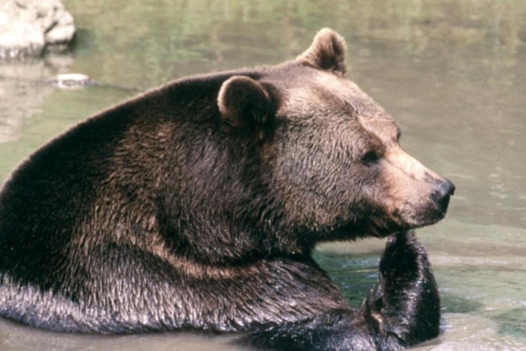 Pfunds: Bär dürfte zwei Esel in Tirol gerissen haben