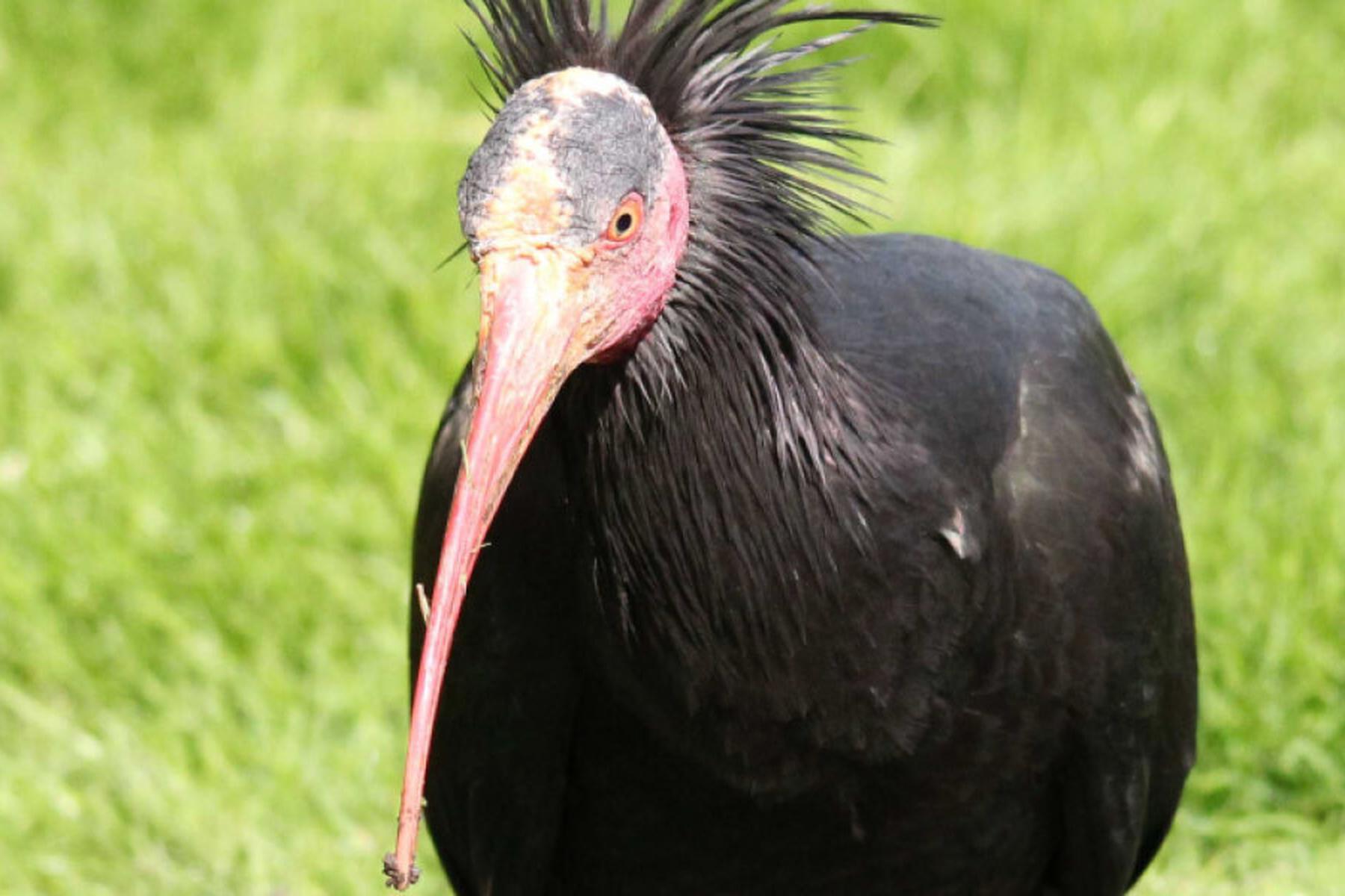Hallein/Rif/Hallein/Grünau im Almtal: Waldrapp "Titanus" in Salzburg von Golfball getötet