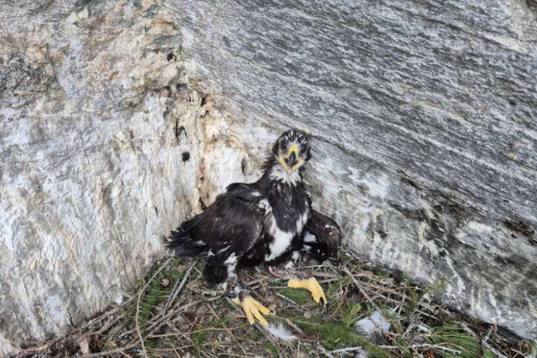 Großkirchheim: Junger Steinadler im Nationalpark Hohe Tauern besendert