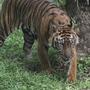 Der Sumatra-Tiger ist vom Aussterben bedroht