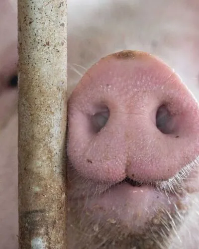 600 Schweine bei Stallbrand in Oberösterreich getötet | 600 Schweine bei Stallbrand in Oberösterreich getötet