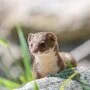 Tier des Jahres ist das Mauswiesel (Mustela nivalis) | Tier des Jahres ist das Mauswiesel (Mustela nivalis)