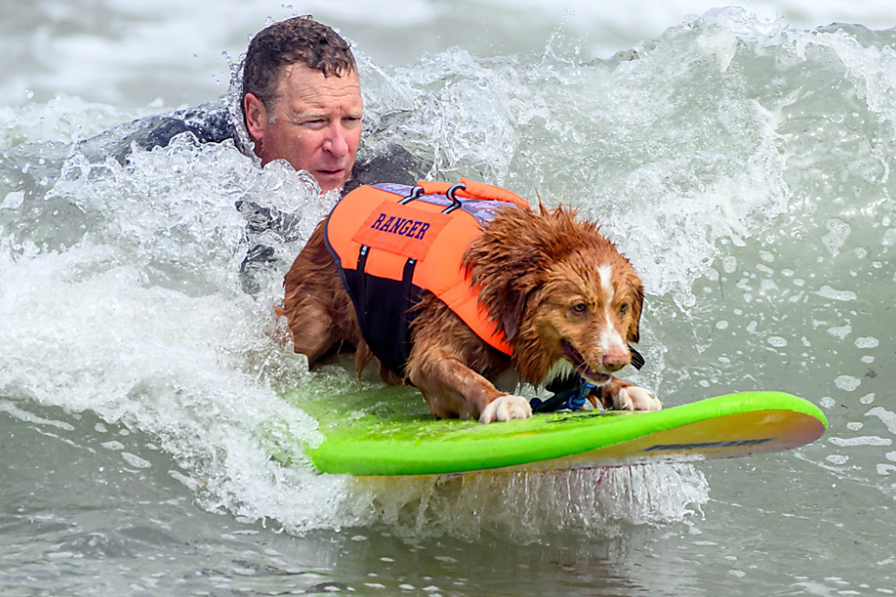 Pacific Palisades (Kalifornien): Aufsehenerregender Hunde-Surf-Wettbewerb in Kalifornien