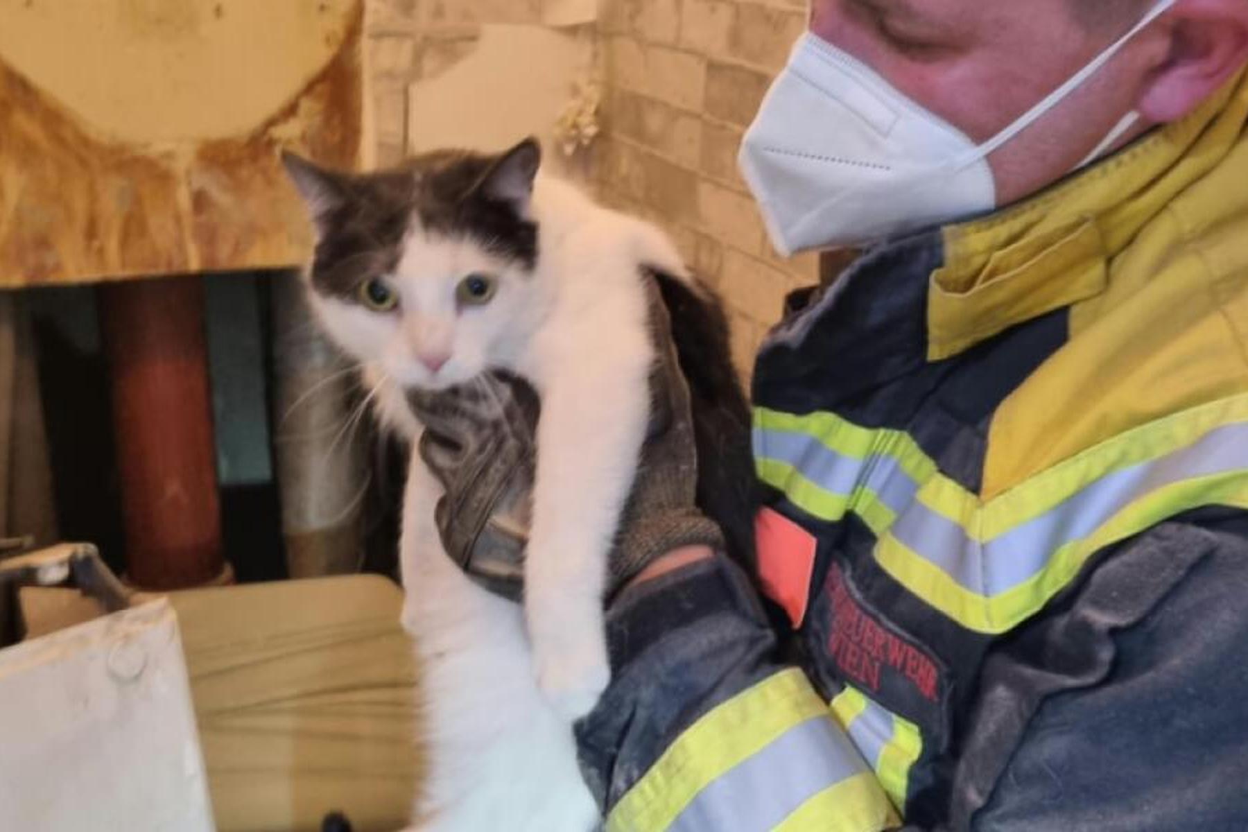 Wien: Eingeklemmte Katze in Wien aus Wand hinter Toilette gerettet