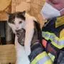 Feuerwehr rückte zur Tierrettung aus | Feuerwehr rückte zur Tierrettung aus
