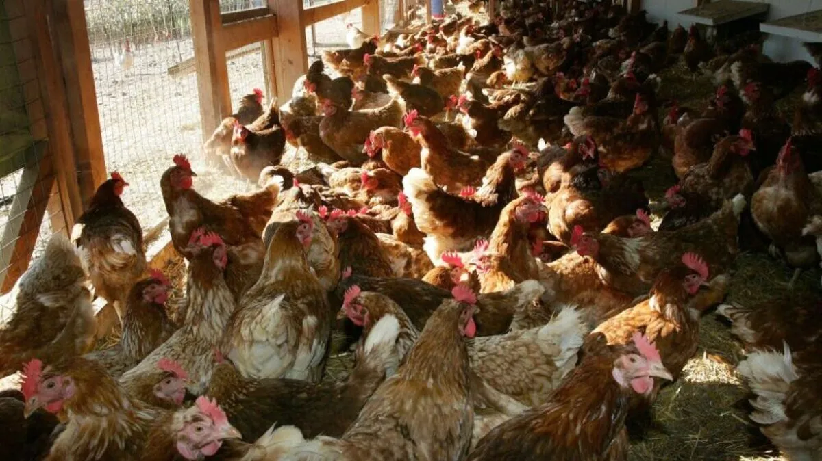 Stallpflicht in 25 Bezirken mit stark erhöhtem Risiko ab Freitag | Stallpflicht in 25 Bezirken mit stark erhöhtem Risiko ab Freitag