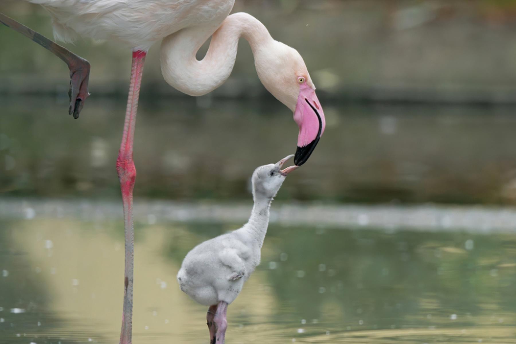 Wien: Nachwuchs bei den Rosa Flamingos in Schönbrunn