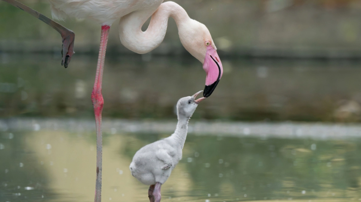 Nach rund 28 Tagen Brutzeit sind neun Küken geschlüpft | Nach rund 28 Tagen Brutzeit sind neun Küken geschlüpft