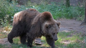 In Tirol soll ein Bär unterwegs sein | In Tirol soll ein Bär unterwegs sein