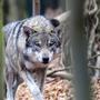 In Thurn besteht seit Mitternacht eine Abschussverordnung für einen Wolf