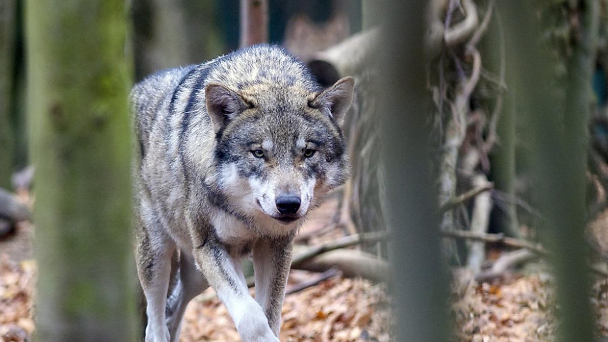 In Thurn besteht seit Mitternacht eine Abschussverordnung für einen Wolf