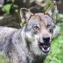 Ein Wolf fletscht die Zähne