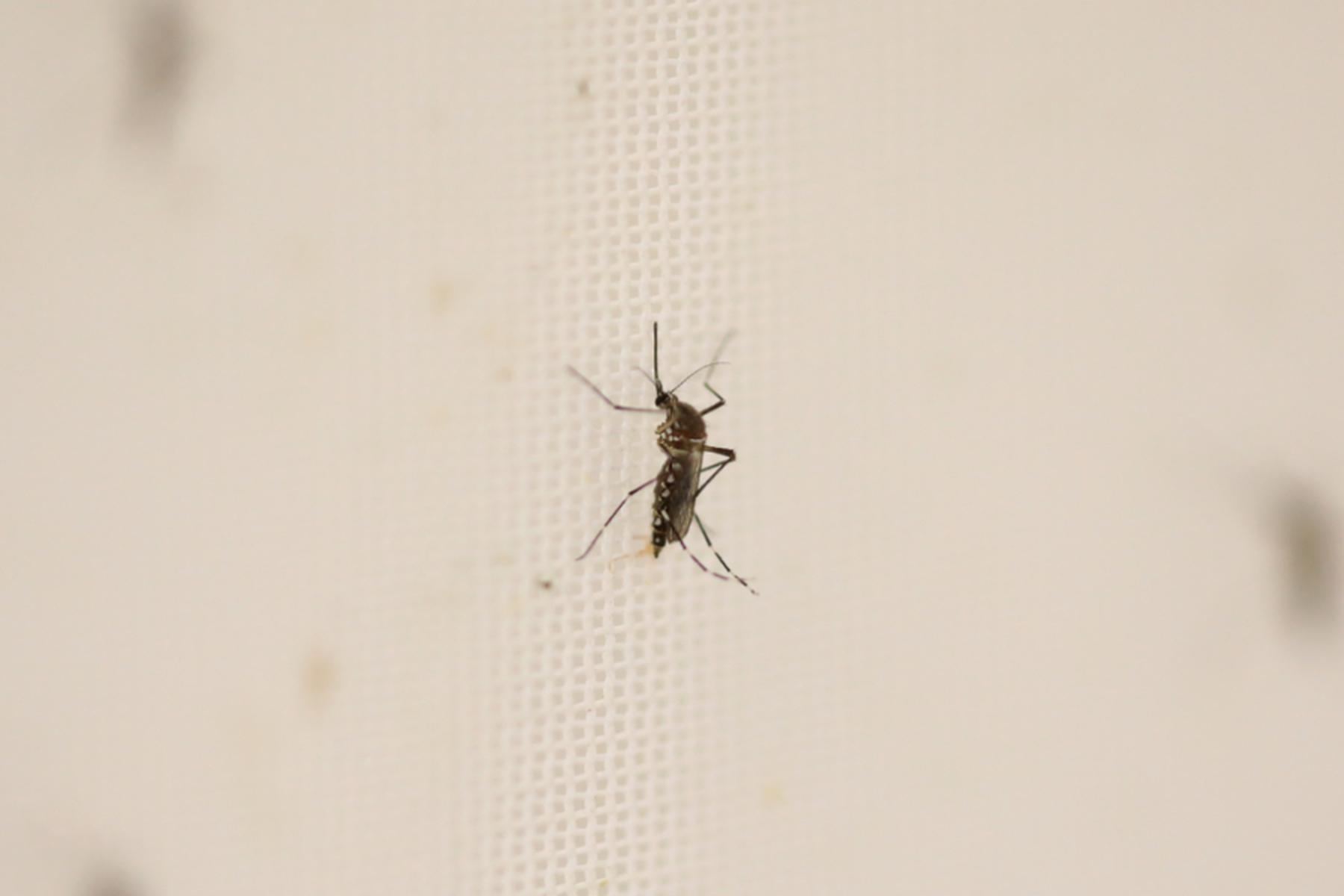 Athen: Zwei Tote durch West-Nil-Fieber in Griechenland