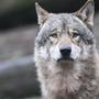 Wölfe dürfen in Österreich weiterhin nicht abgeschossen werden | Wölfe dürfen in Österreich weiterhin nicht abgeschossen werden
