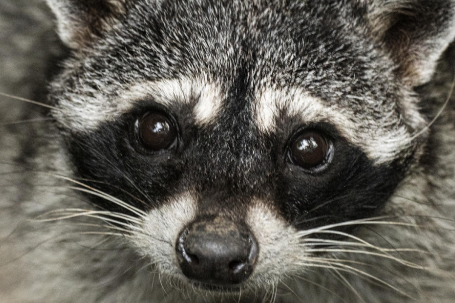 Wien/Little Rock (Arkansas): Kürzere Schnauze der Waschbären zeigt ihre Haustierwerdung