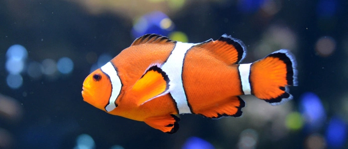 Ein Clownfisch | Wichtig ist, dass die männlichen und weiblichen Clownfische aufeinander abgestimmt schrumpfen – sonst wird es ungemütlich