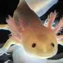 Der Axolotl kann verlorene bzw. beschädigte Körperteile nachwachsen lassen | Der Axolotl kann verlorene bzw. beschädigte Körperteile nachwachsen lassen