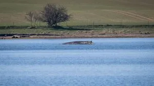 Der Wal liegt weiter vor der Ostseeinsel Poel | Der Wal liegt weiter vor der Ostseeinsel Poel