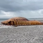 Aufgeblähter Kadaver von Buckelwal „Timmy“ am Strand von Anholt. Um ihn herum ist ein Absperrband gespannt.