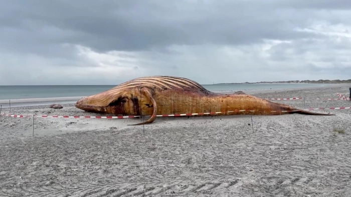Aufgeblähter Kadaver von Buckelwal „Timmy“ am Strand von Anholt. Um ihn herum ist ein Absperrband gespannt.