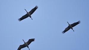 Bis zu 17.000 Vögel am Neusiedler See gesichtet | Bis zu 17.000 Vögel am Neusiedler See gesichtet