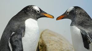 Eselspinguine als Nachbarn und Studienobjekt in Antarktis