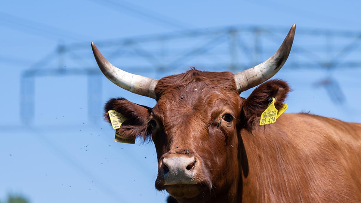 Rinder, Schafe, Ziegen, kamelartige und wild lebende Wiederkäuer sind gefährdet