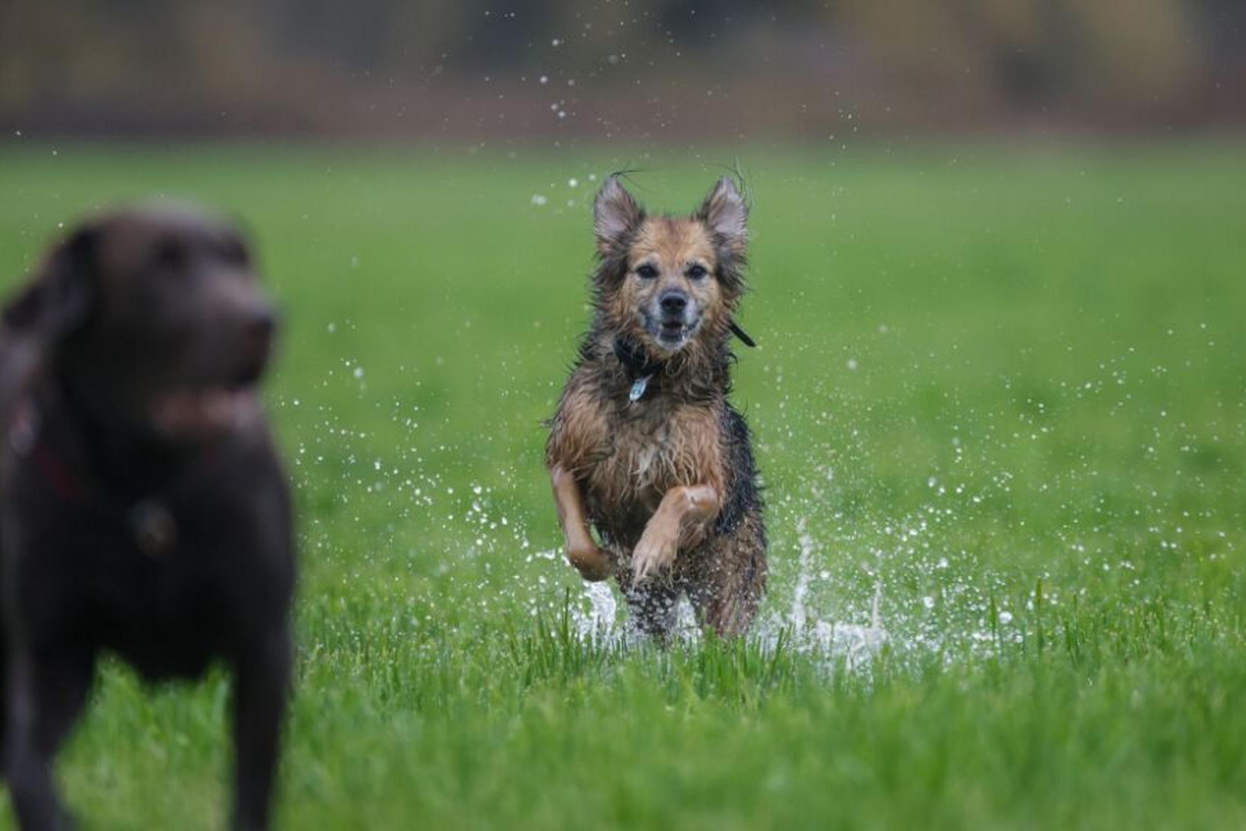Bozen: Südtirol rückt von "Hunde-Taxe" ab