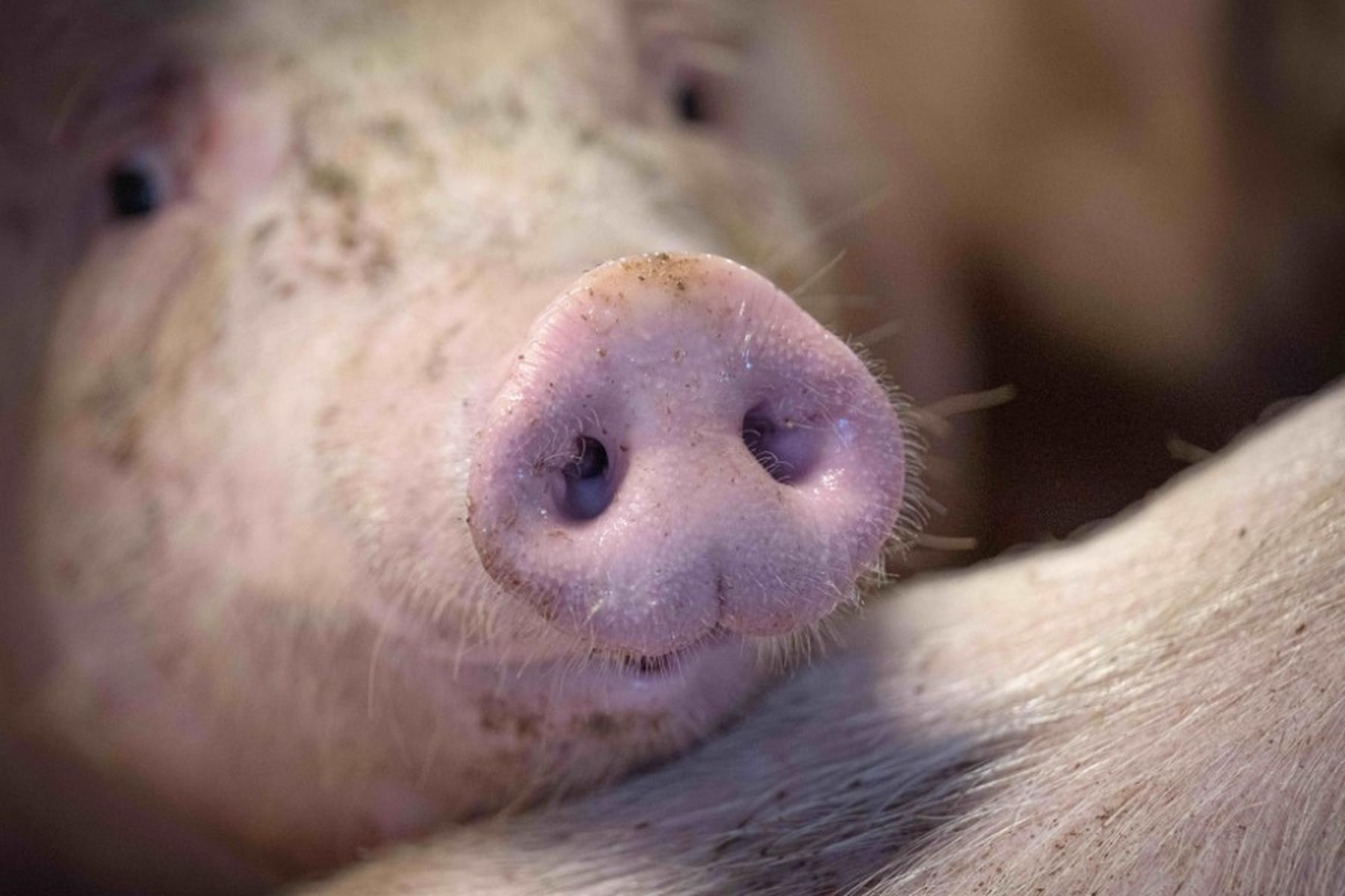 Wien: Anteil von Schweinefleisch aus besserer Haltung steigt