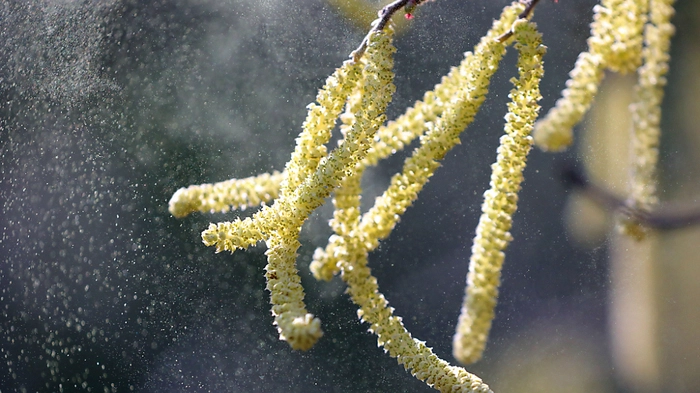 Allergiker in Wien spüren die ersten Pollen fliegen | Allergiker in Wien spüren die ersten Pollen fliegen