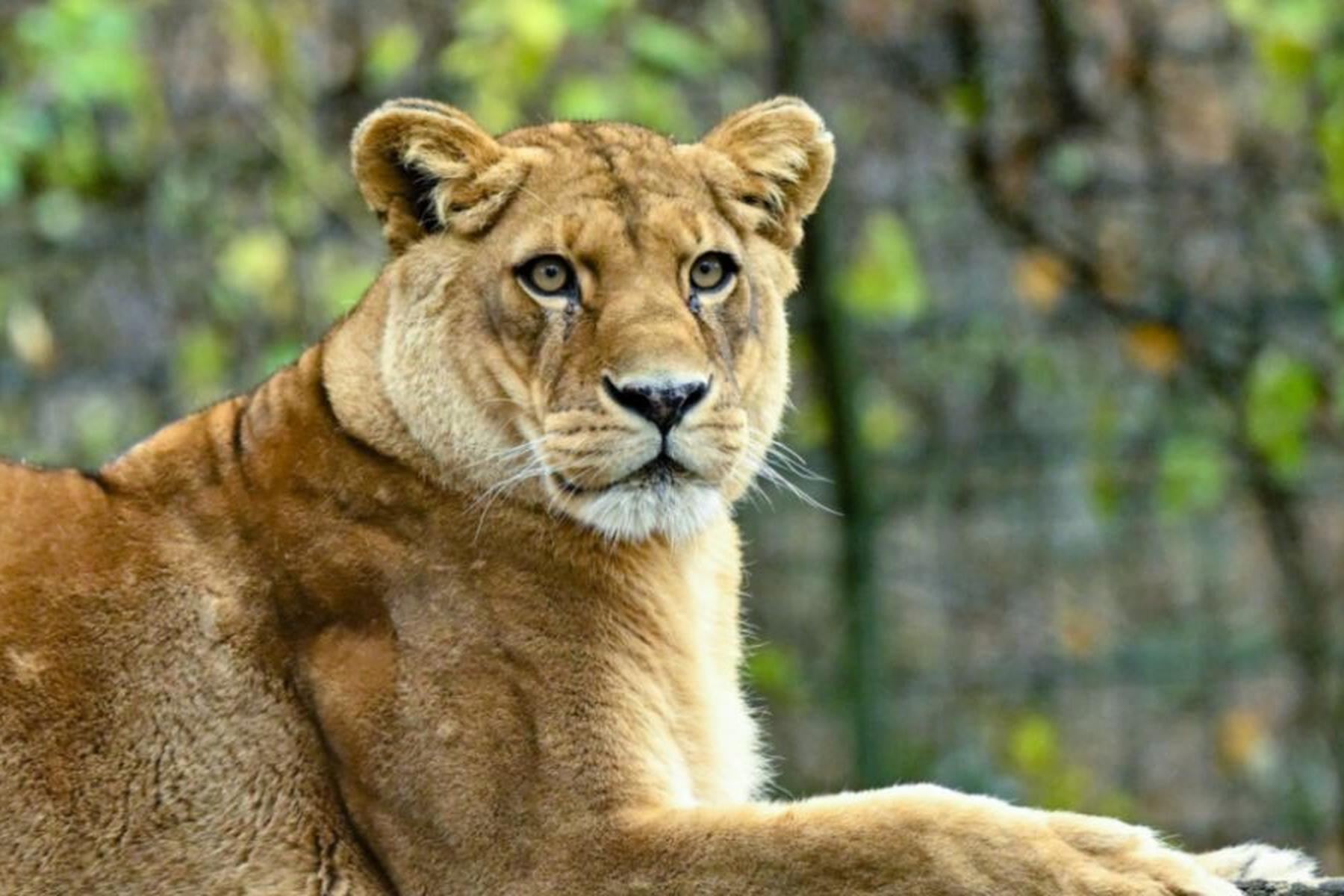 Wellington: Zoo in Neuseeland muss schließen - Löwen eingeschläfert