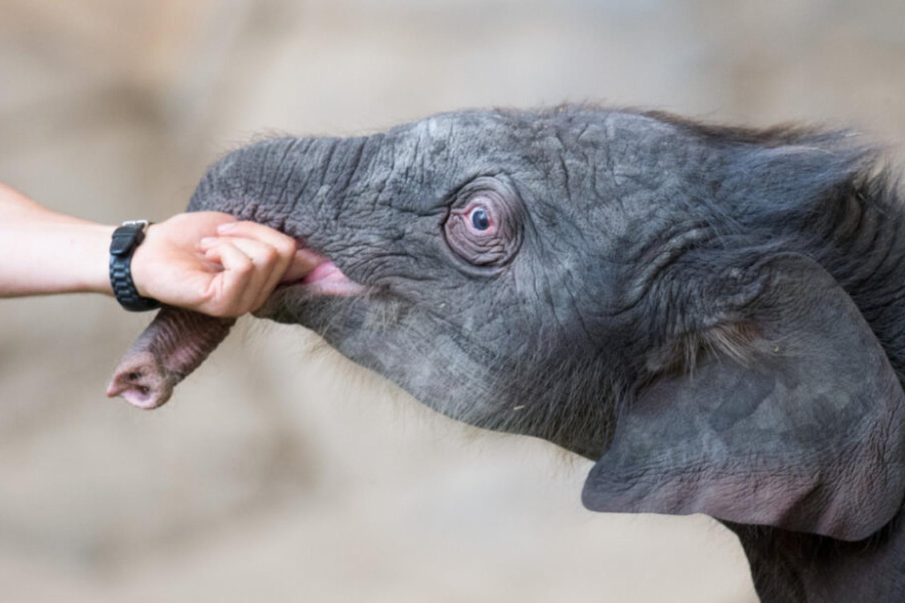 San Diego (Kalifornien): Experten warnen Touristen: Keine wilden Elefanten füttern