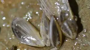 Die Quagga-Muschel verursacht große Probleme | Die Quagga-Muschel verursacht große Probleme