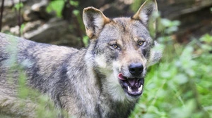 In Tirol wurde ein Wolf zum Abschuss freigegeben | In Tirol wurde ein Wolf zum Abschuss freigegeben