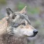 Wolf ist wieder in Österreich heimisch | Wolf ist wieder in Österreich heimisch