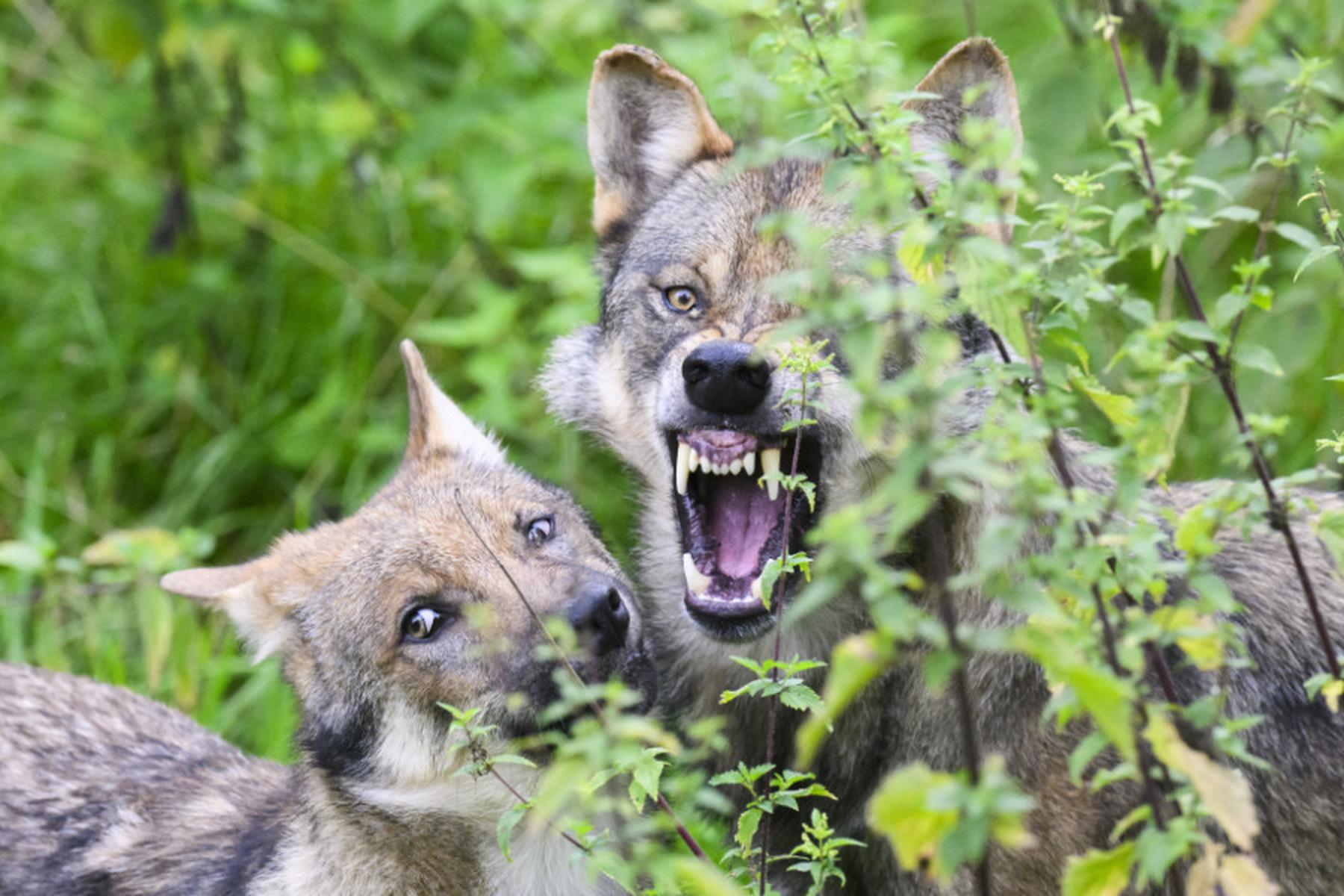 Innsbruck/Österreich: Tiroler ÖVP betont nach Studie harte Wolfs-Linie