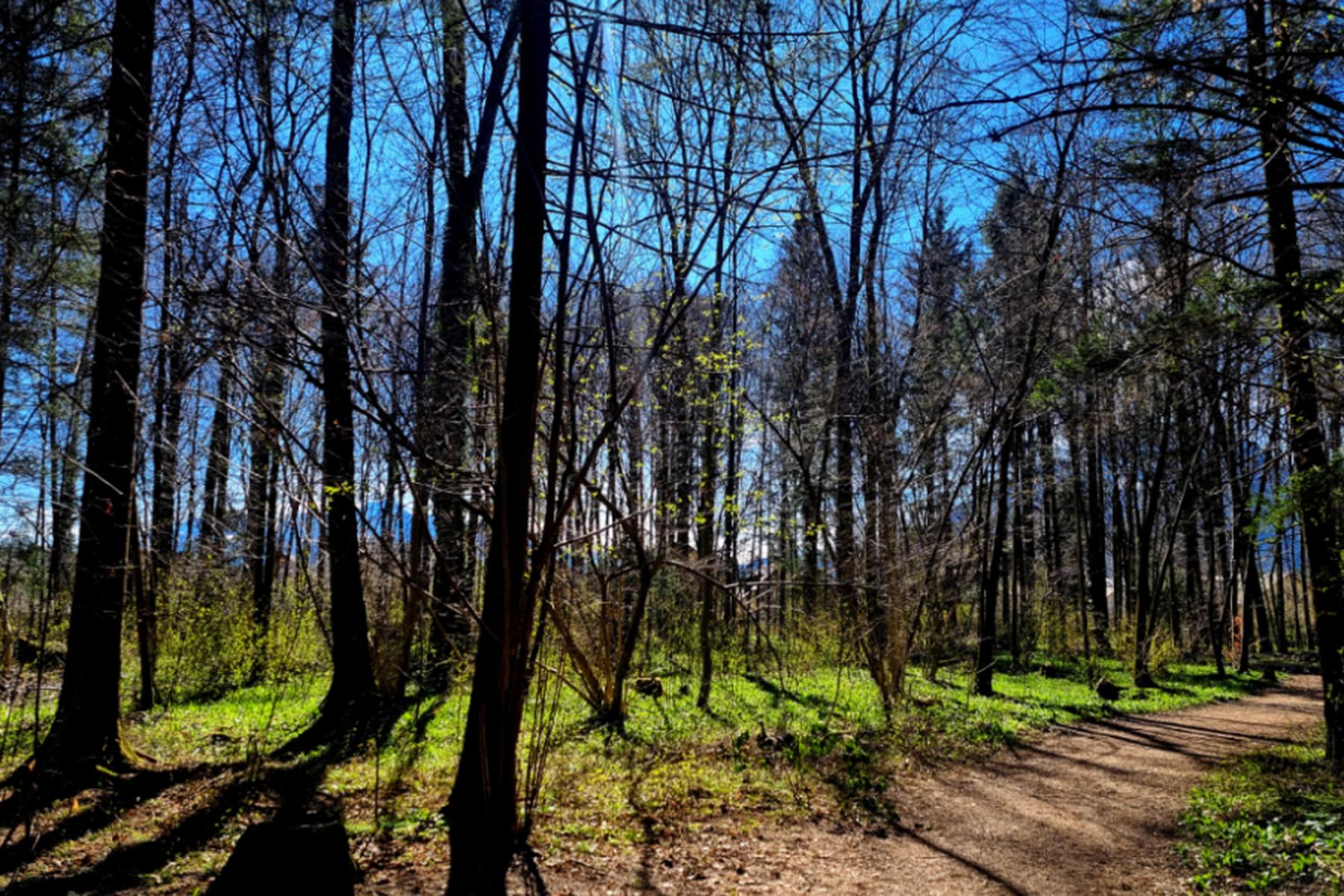Wien: Klimawandel und Wildschäden größte Probleme für den Wald