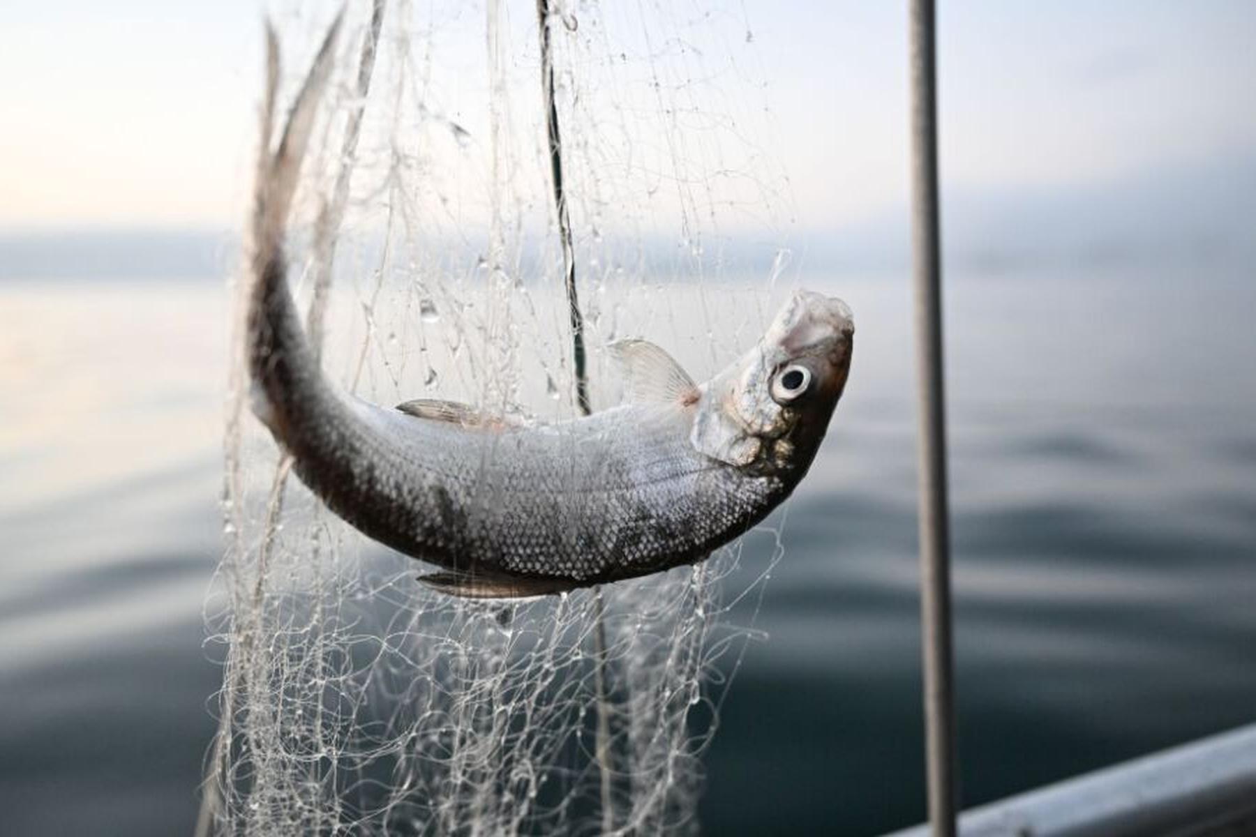 Bregenz/Langenargen: Rückgang des Stichlings im Bodensee unerklärlich